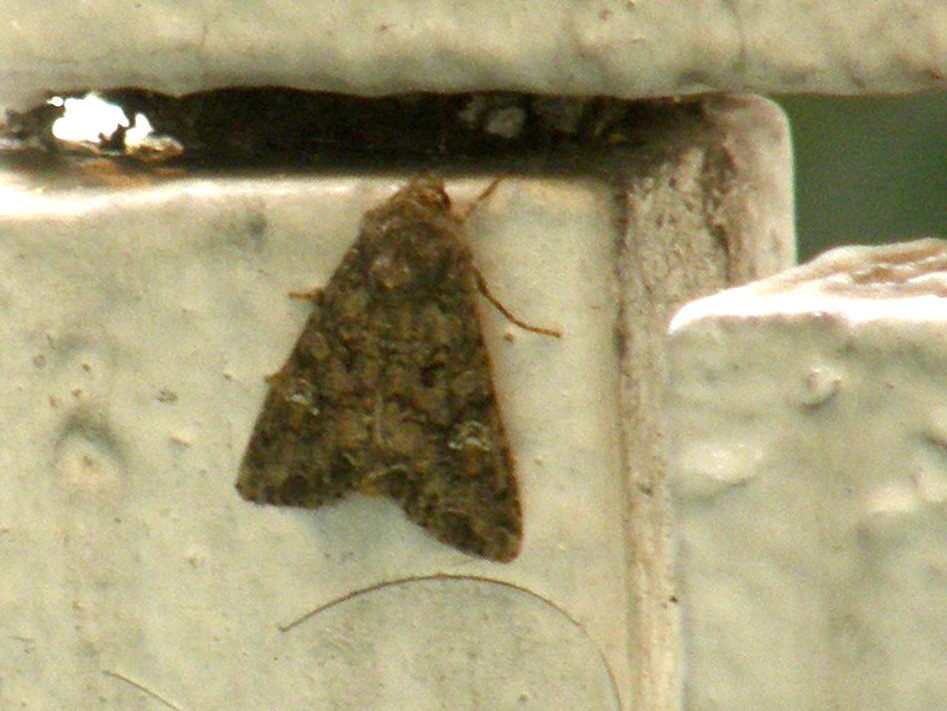 Noctuidae da identificare: Mamestra brassicae