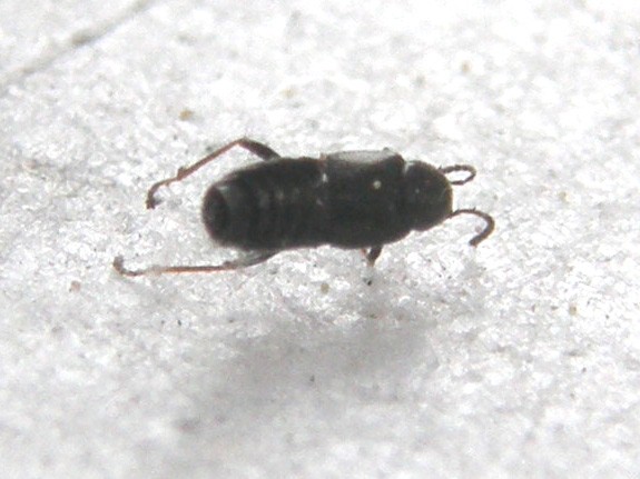 Piccolo Staphilinidae