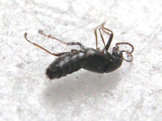 Piccolo Staphilinidae