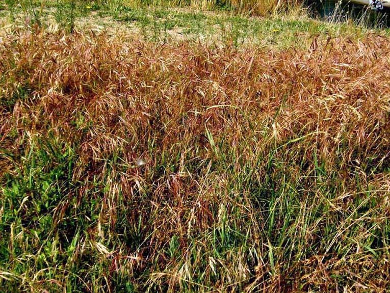 Anisantha cfr. sterilis  (Poaceae)