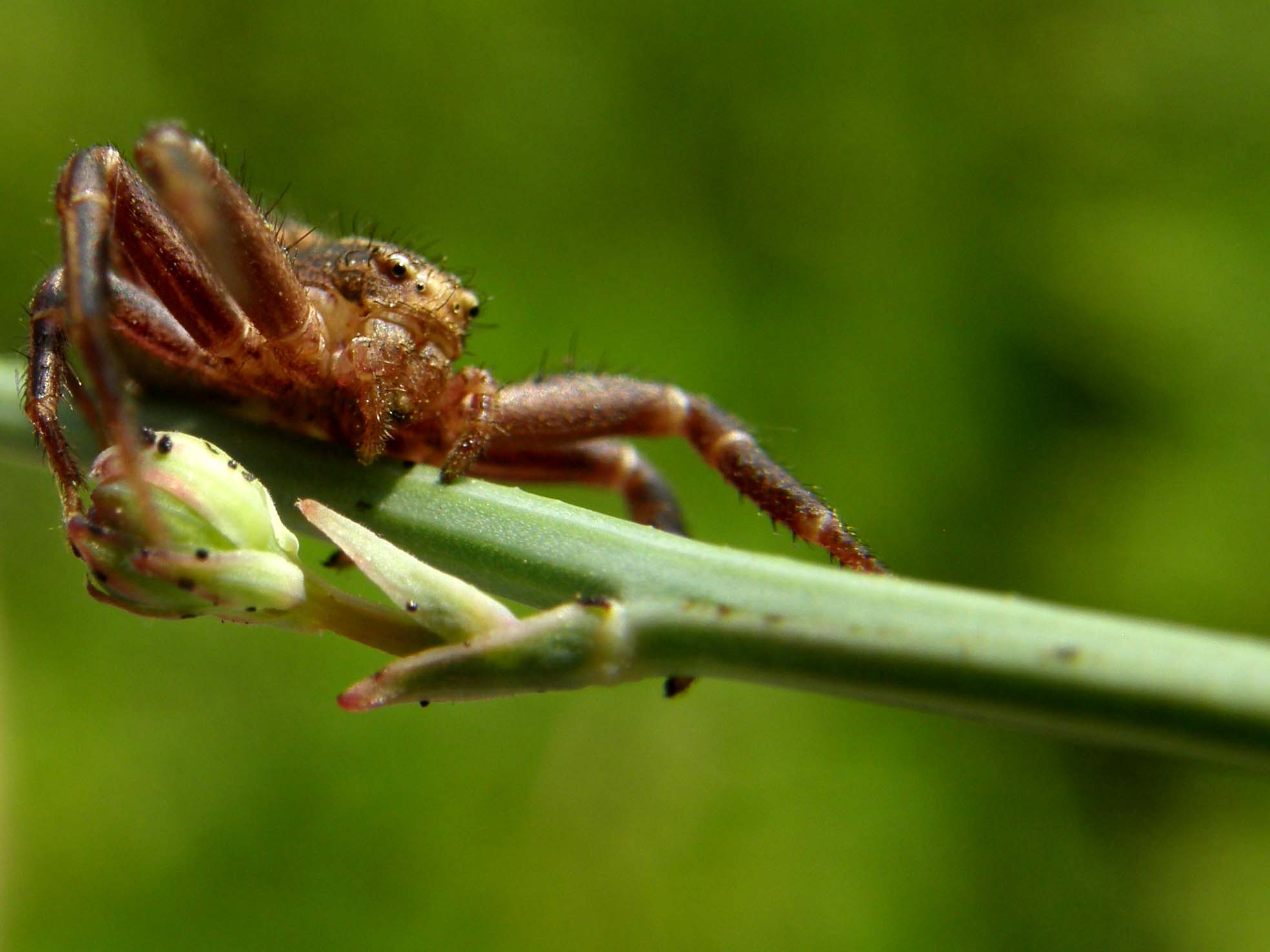 Xysticus sp.