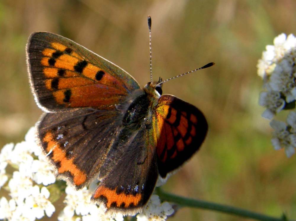 Farfalla da identificare