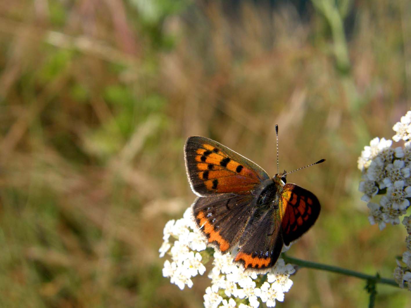 Farfalla da identificare