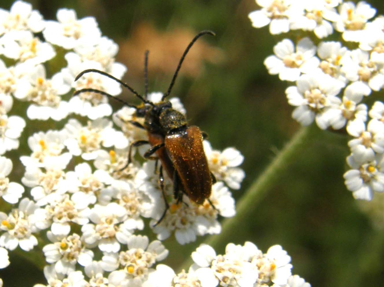 Cerambycidae in accoppiamento: Pseudovadonia livida .......