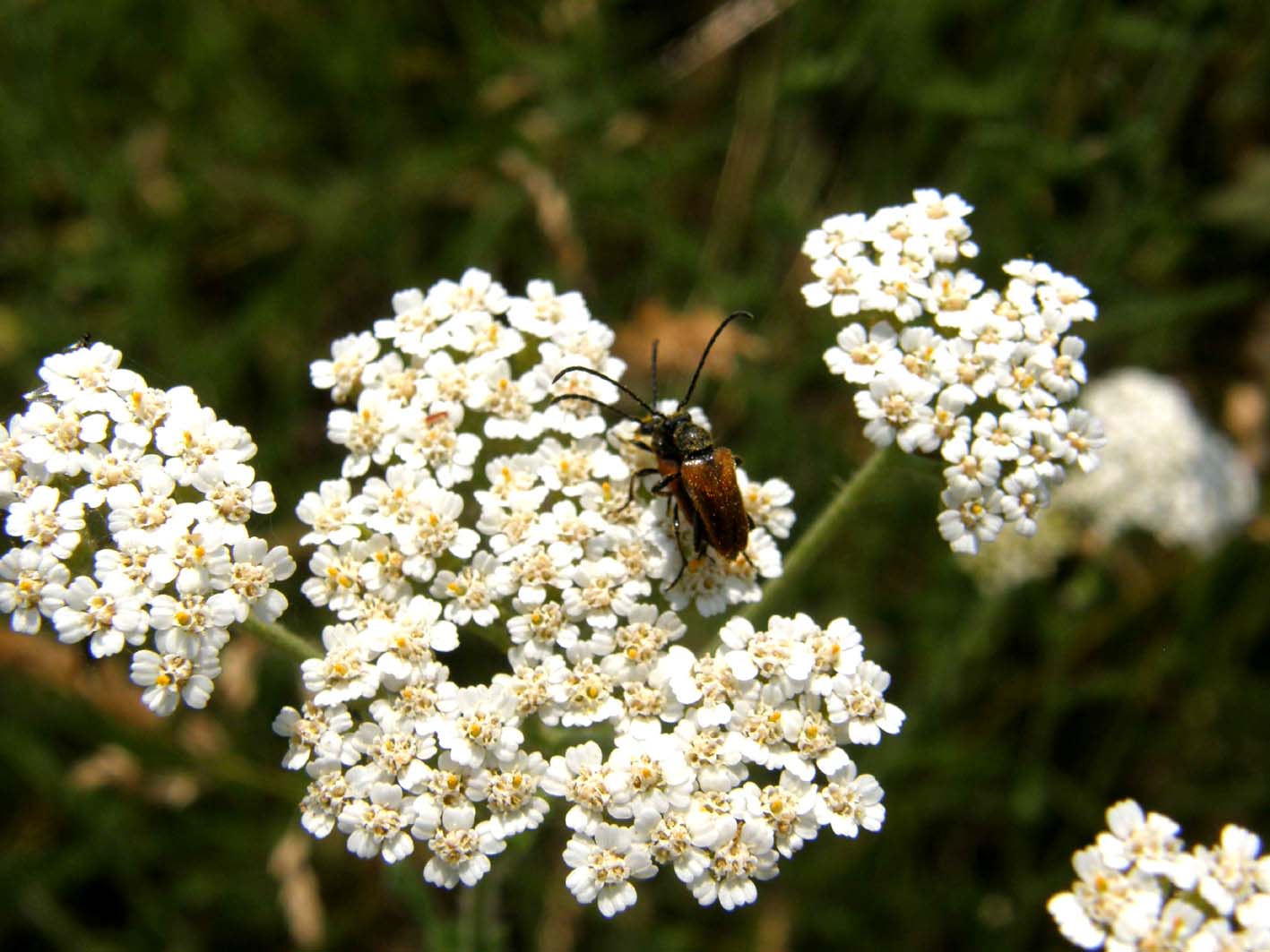 Cerambycidae in accoppiamento: Pseudovadonia livida .......