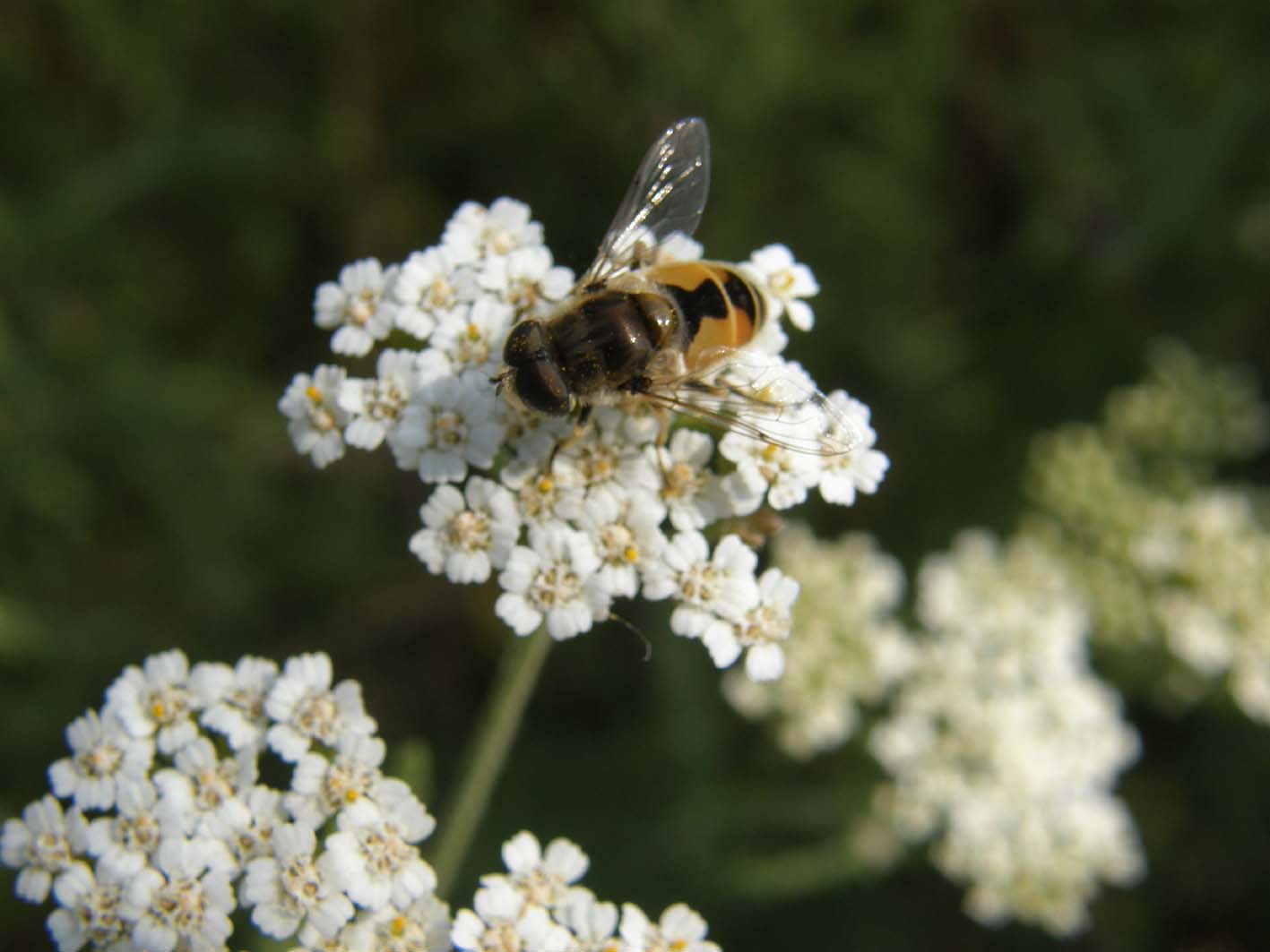 Syrphidae  su achillea: Eristalis arbustorum