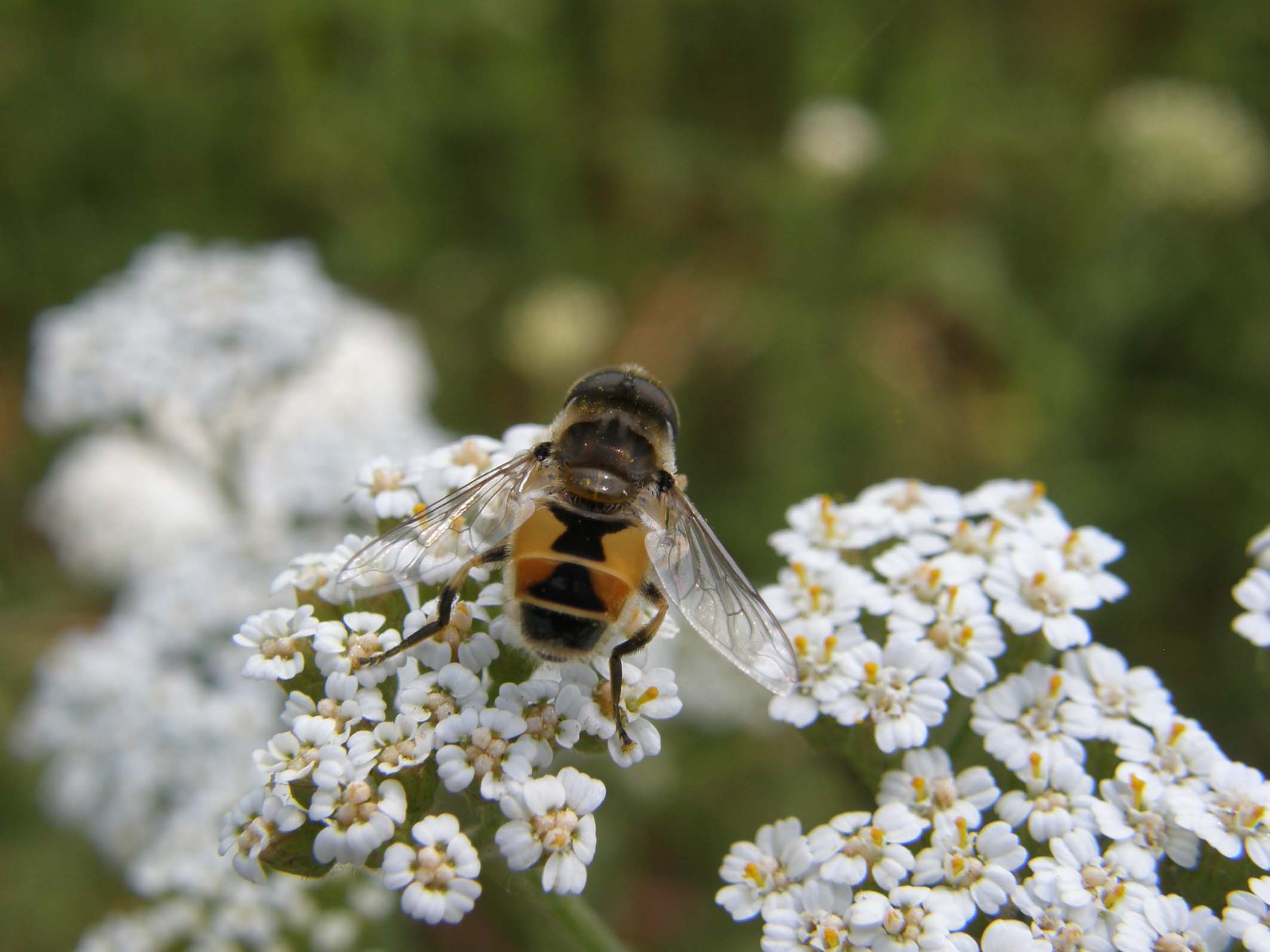 Syrphidae  su achillea: Eristalis arbustorum