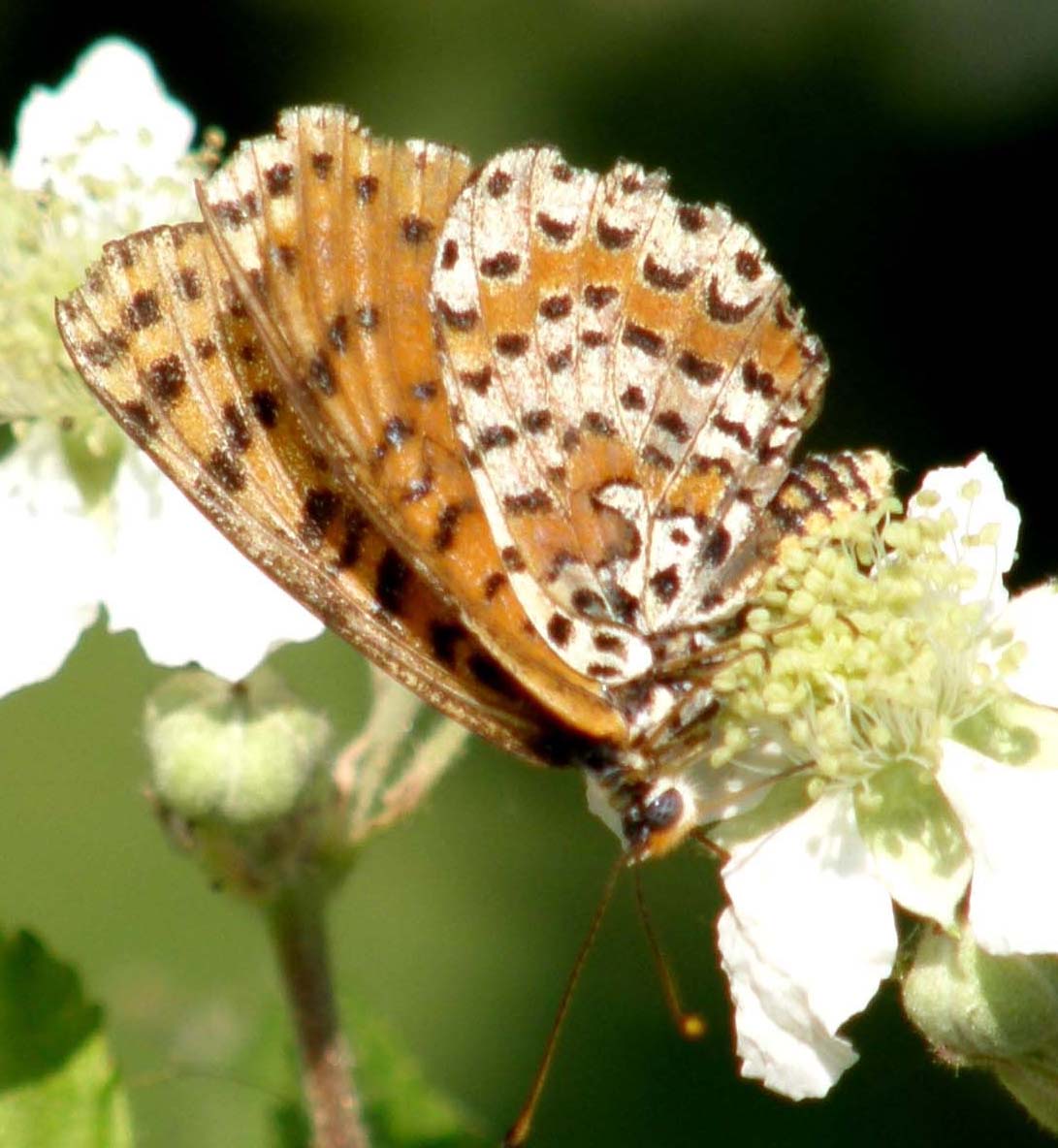 Altra farfalla da identificare.