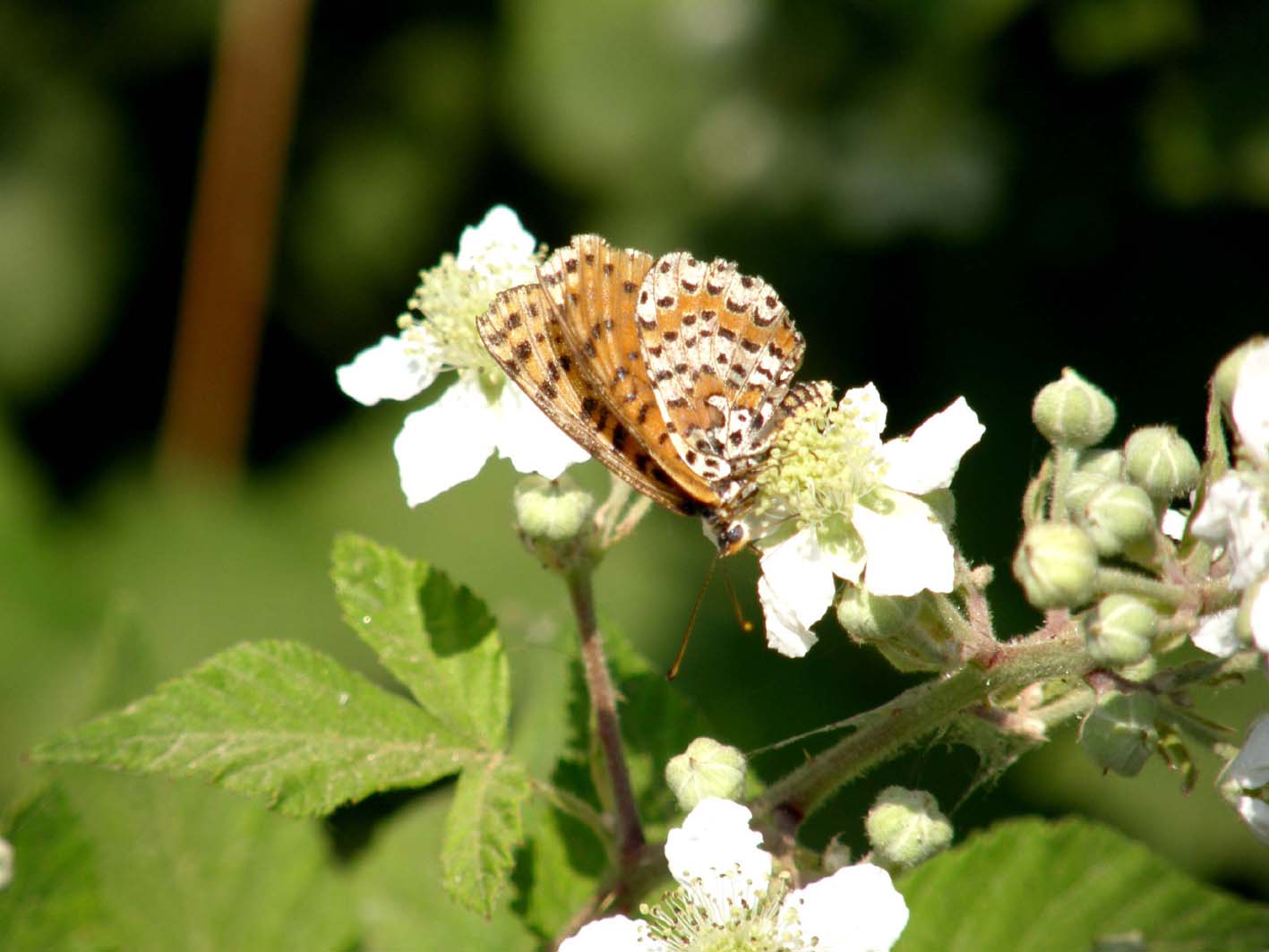 Altra farfalla da identificare.