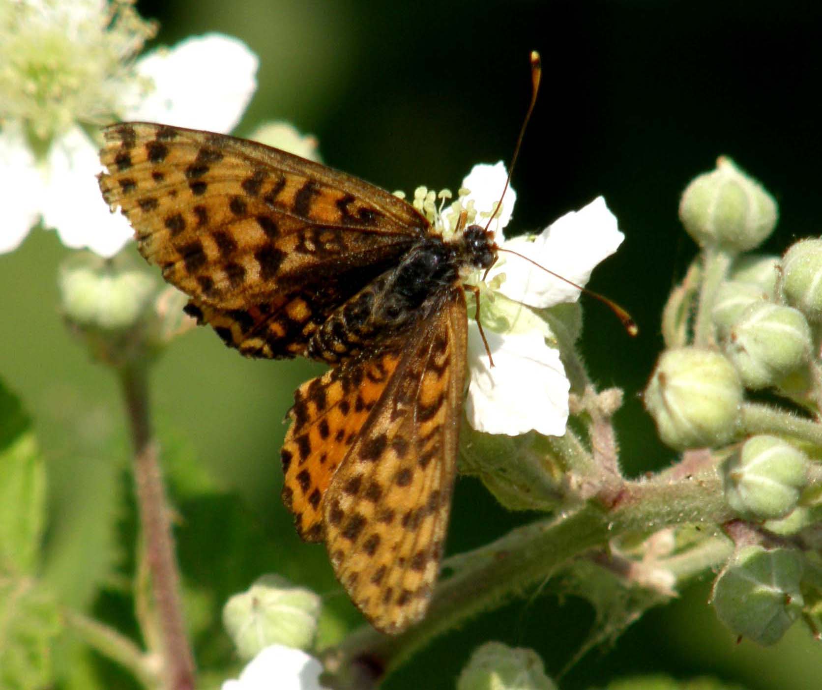 Altra farfalla da identificare.