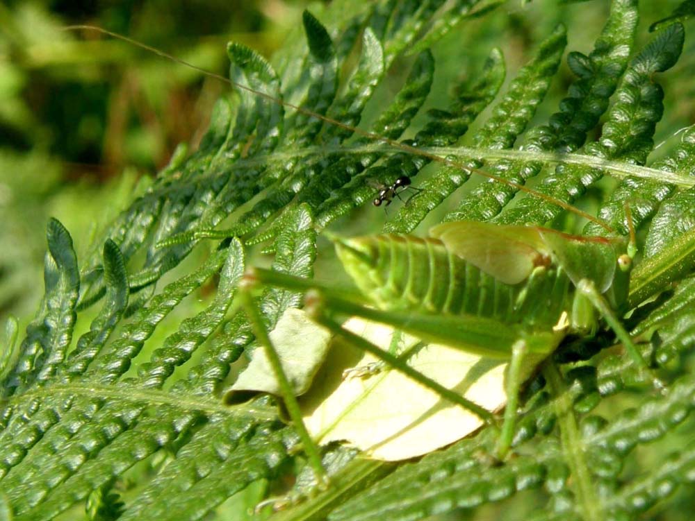 Cavalletta molto mimetica: ninfa di Tettigonia sp.