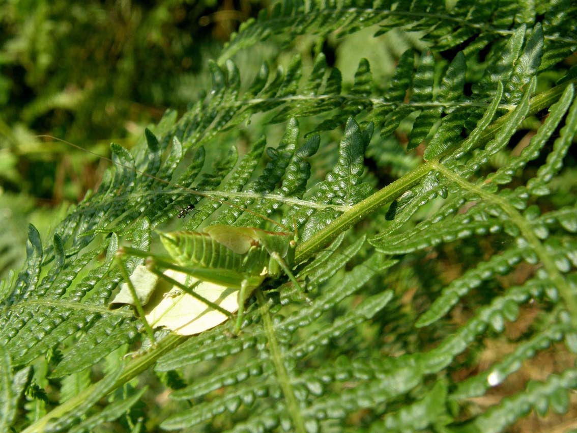 Cavalletta molto mimetica: ninfa di Tettigonia sp.