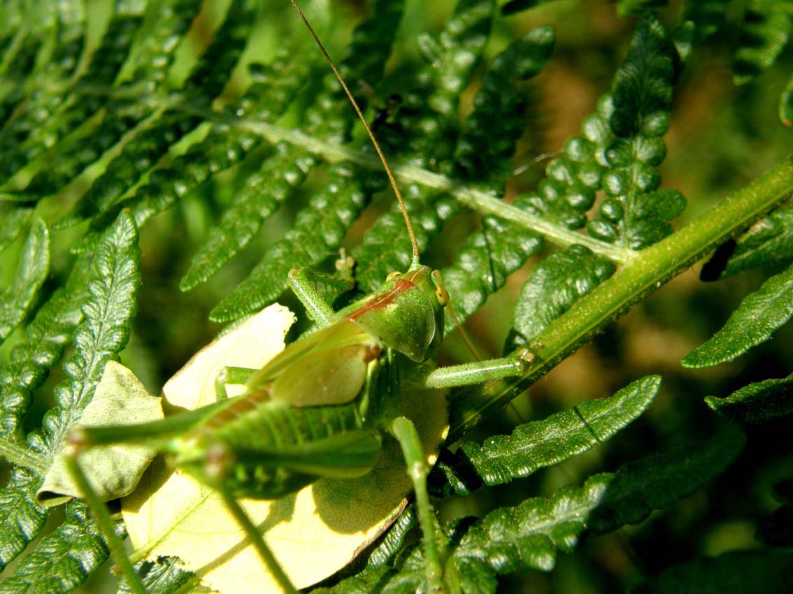 Cavalletta molto mimetica: ninfa di Tettigonia sp.