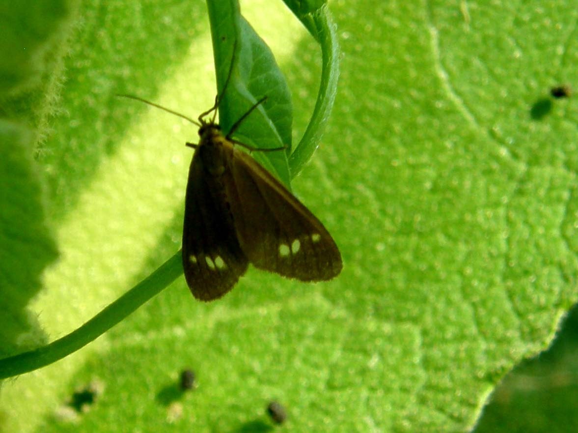 Farfallina da identificare:  Dysauxes ancilla (Arctiidae)