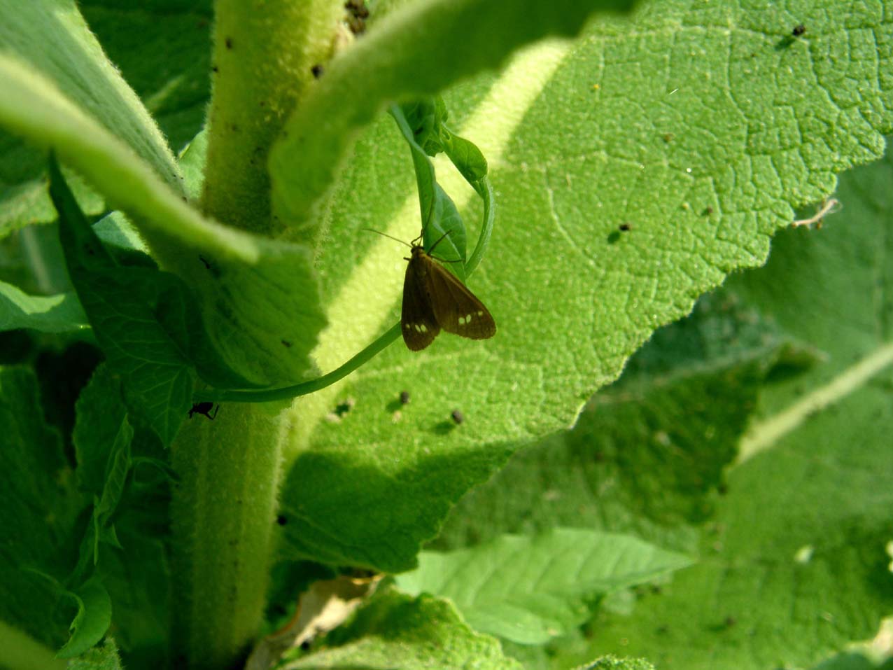 Farfallina da identificare:  Dysauxes ancilla (Arctiidae)