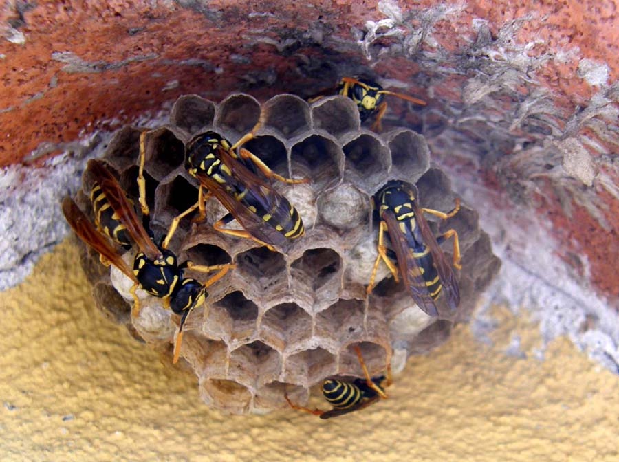 Nido di Polistes dominulus