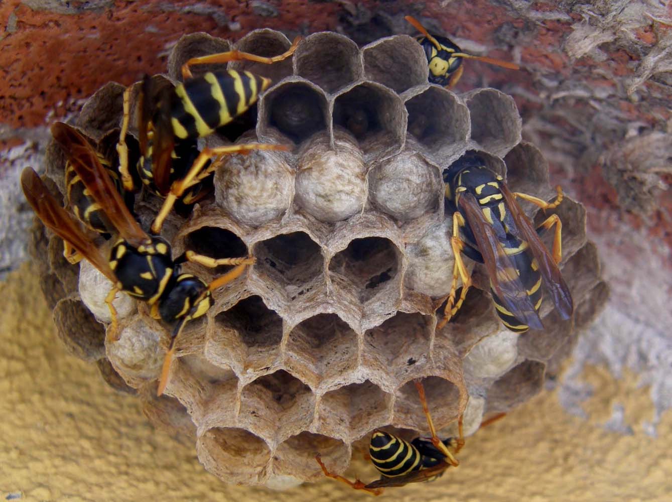 Nido di Polistes dominulus