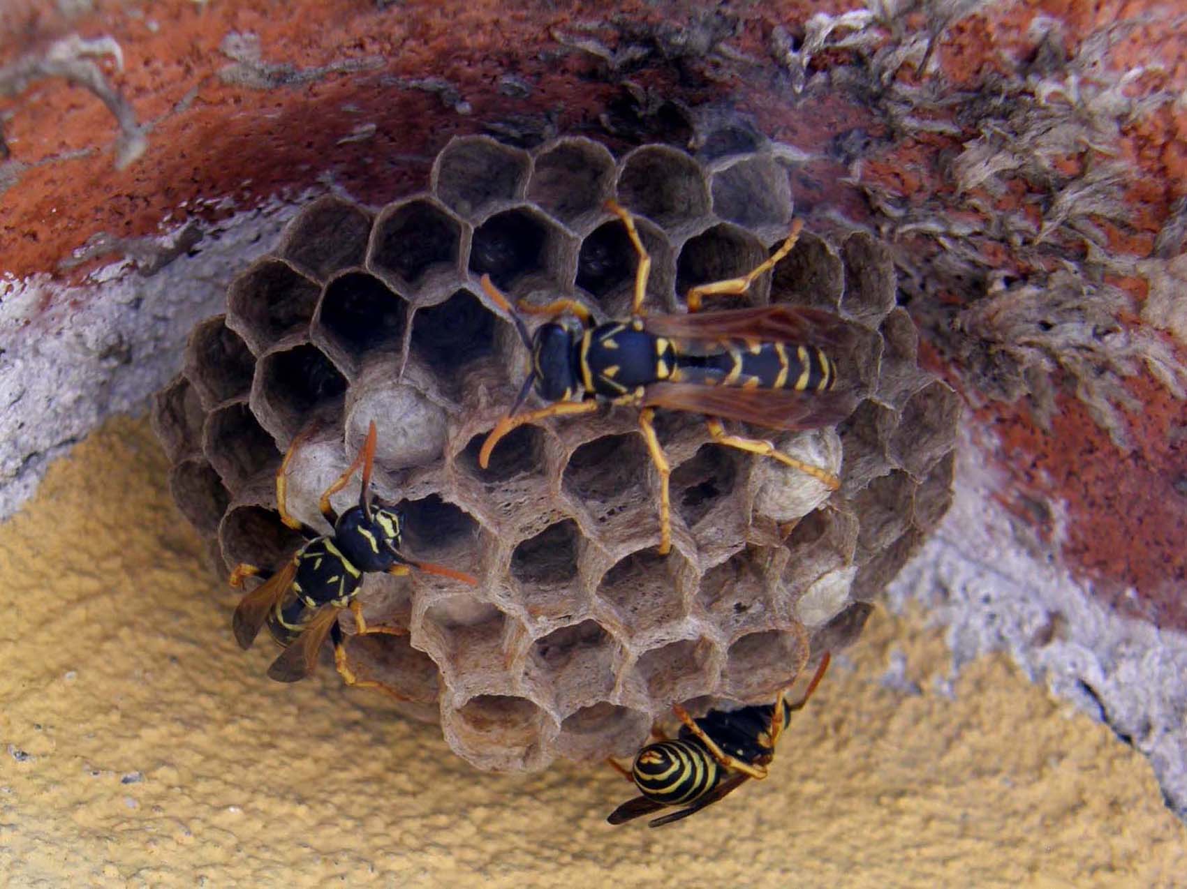 Nido di Polistes dominulus