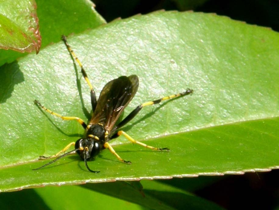 Sphecidae: Sceliphron caementarium