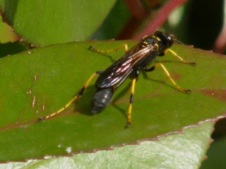 Sphecidae: Sceliphron caementarium