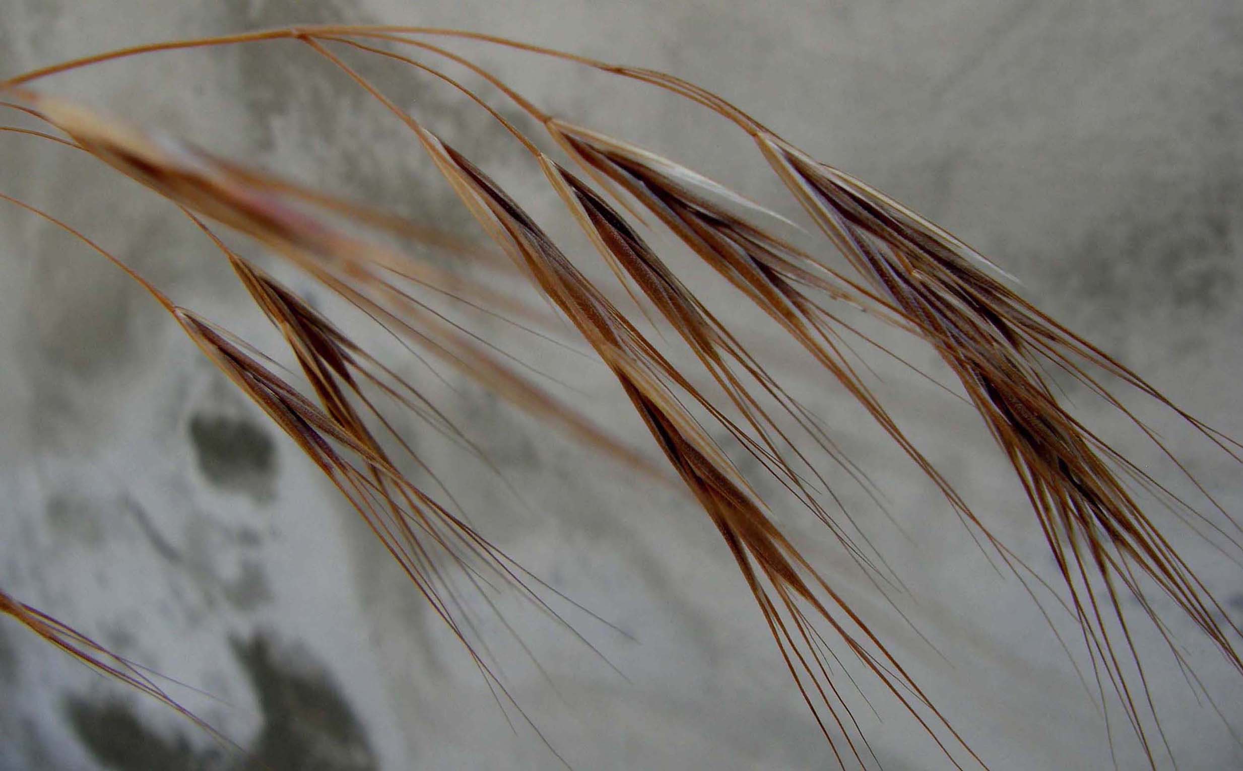Anisantha cfr. sterilis  (Poaceae)