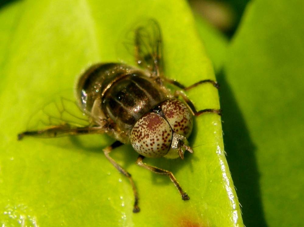 Eristalinus aeneus ♂ (Syrphidae)