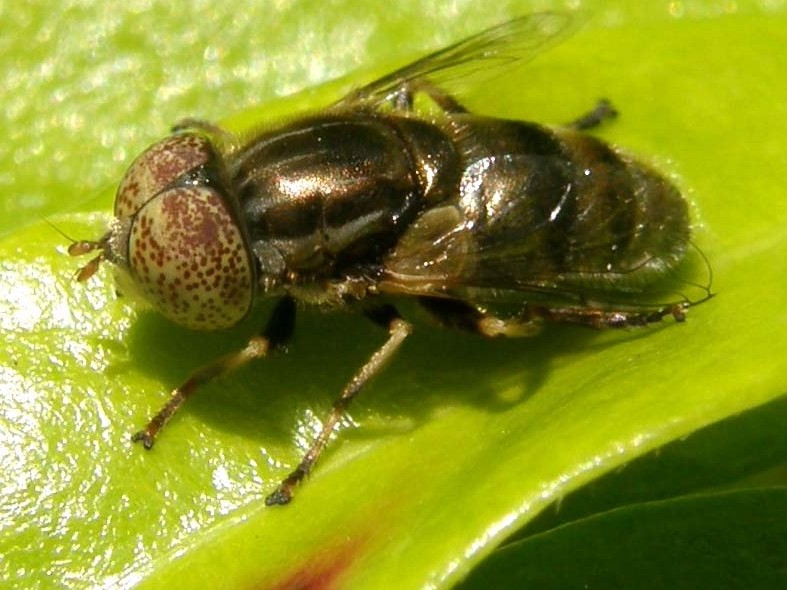 Eristalinus aeneus ♂ (Syrphidae)