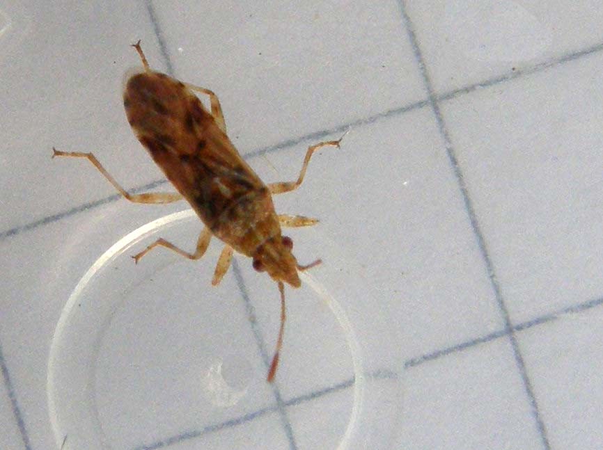 Lygaeidae: Belonochilus numenius in Lombardia (MI)