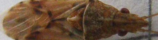 Lygaeidae: Belonochilus numenius in Lombardia (MI)