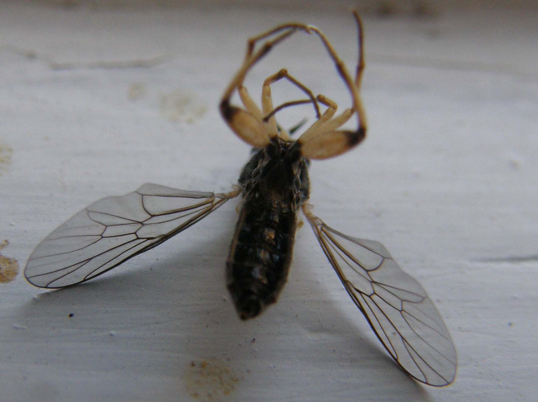 Xylomidae:Solva cf. marginata