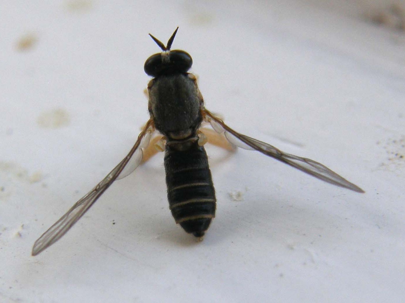 Xylomidae:Solva cf. marginata