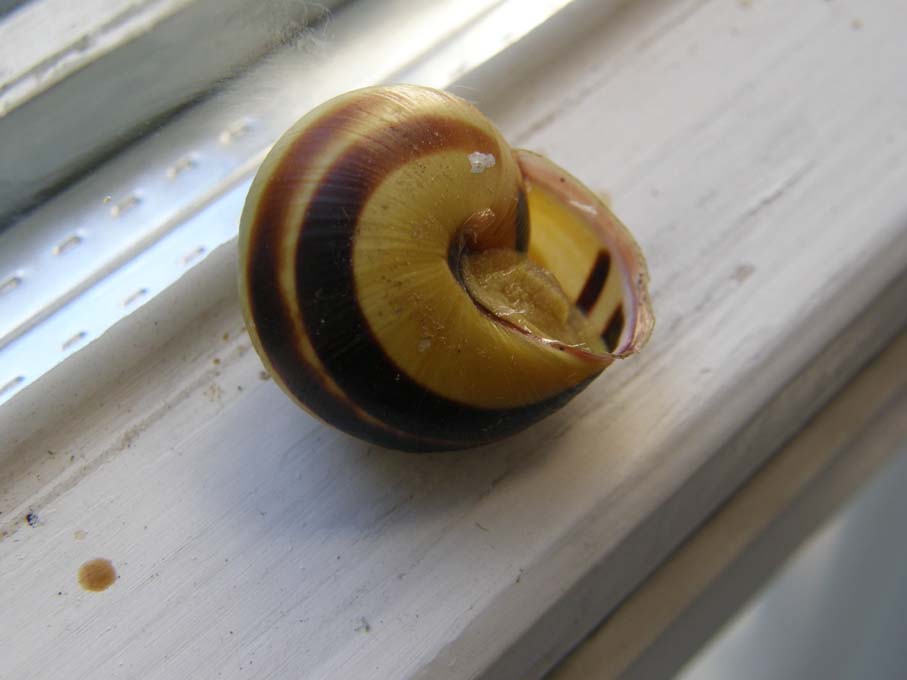 Cepaea nemoralis?