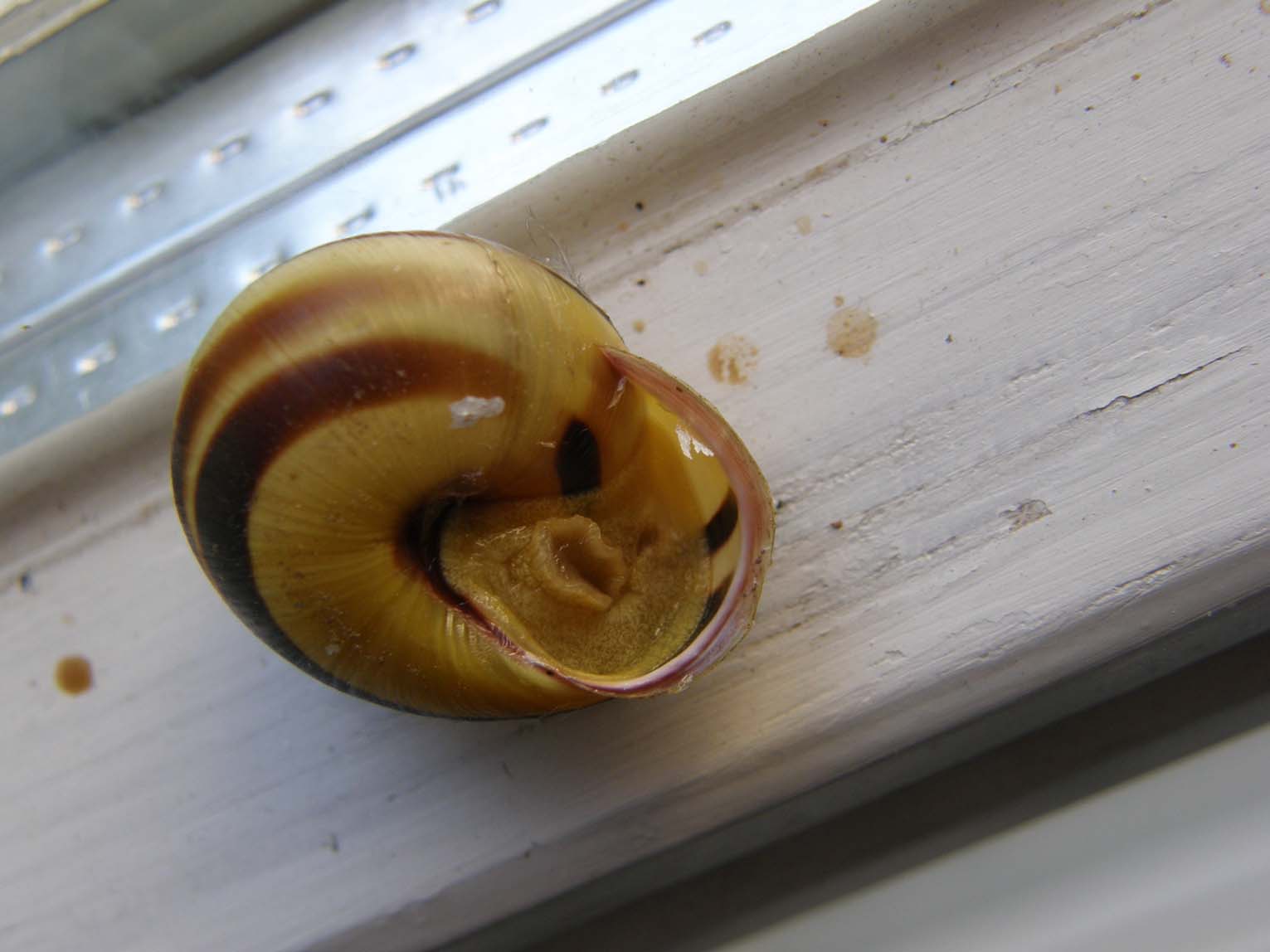 Cepaea nemoralis?