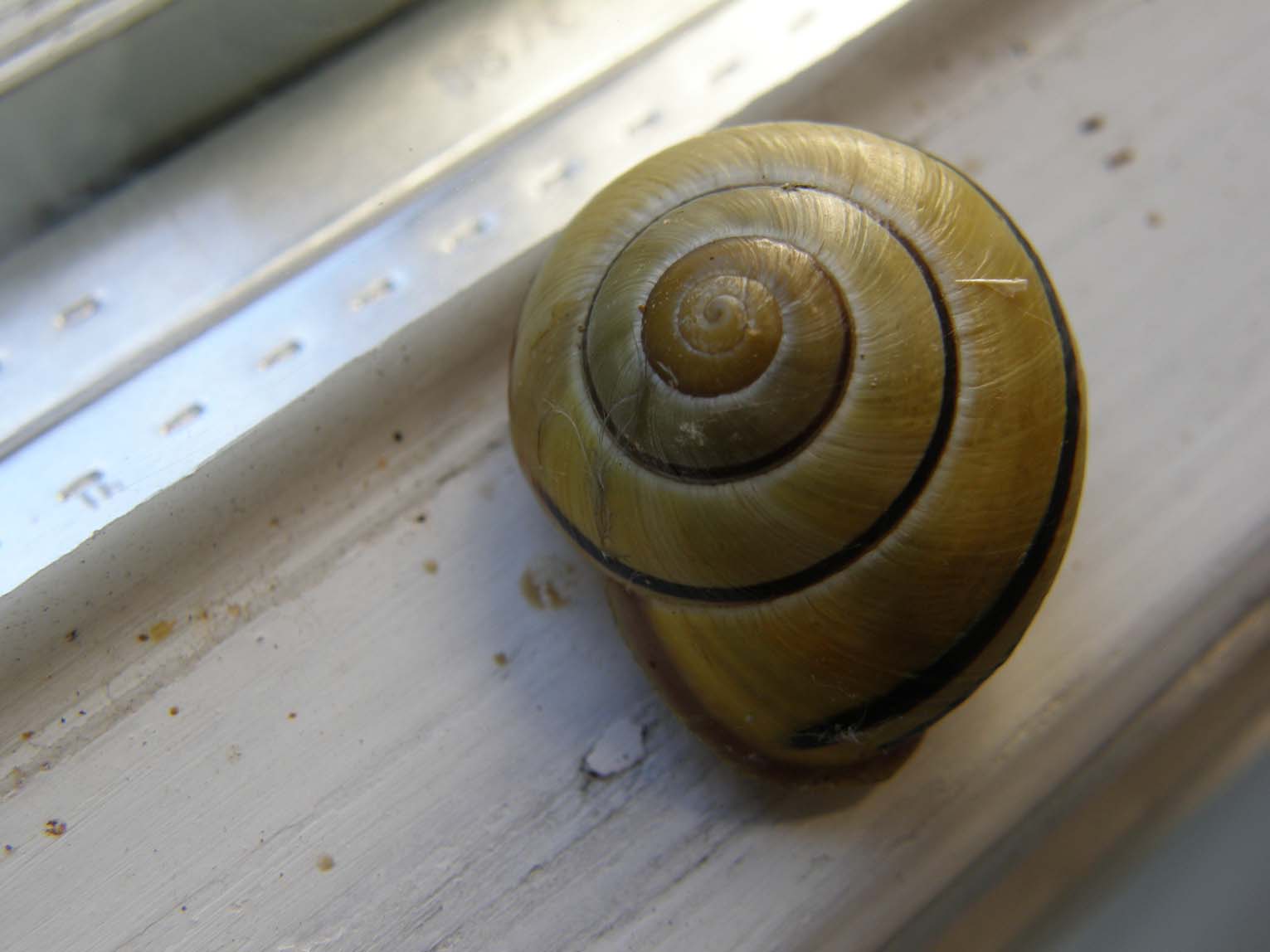 Cepaea nemoralis?