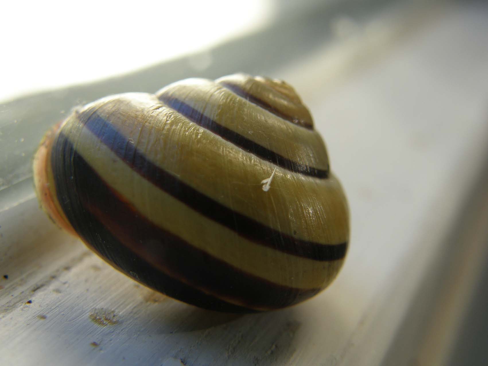 Cepaea nemoralis?