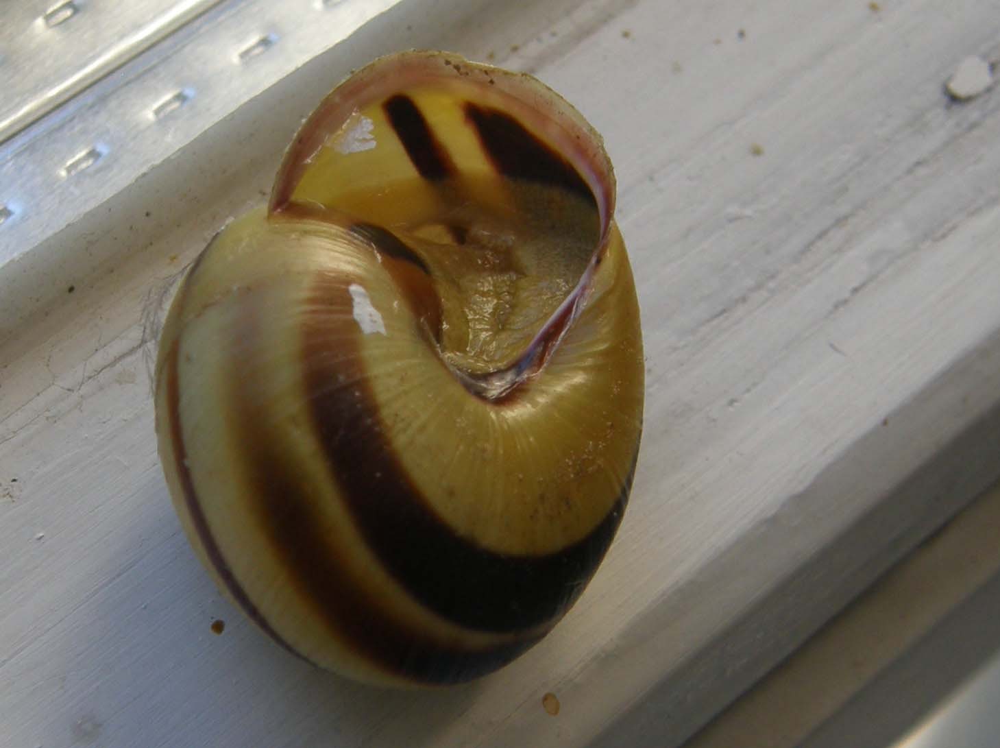 Cepaea nemoralis?