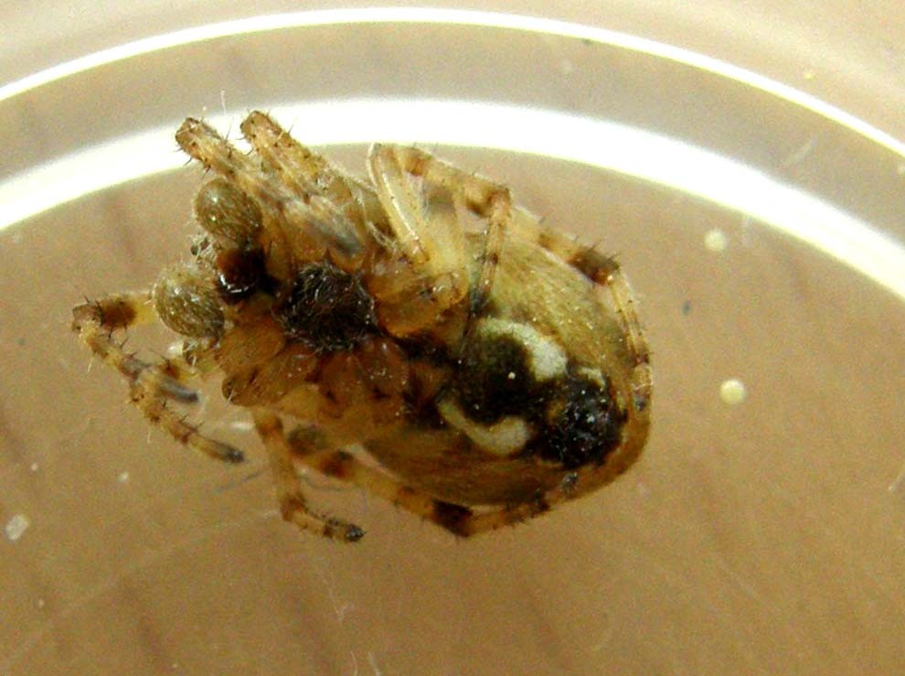 Larinioides sp.