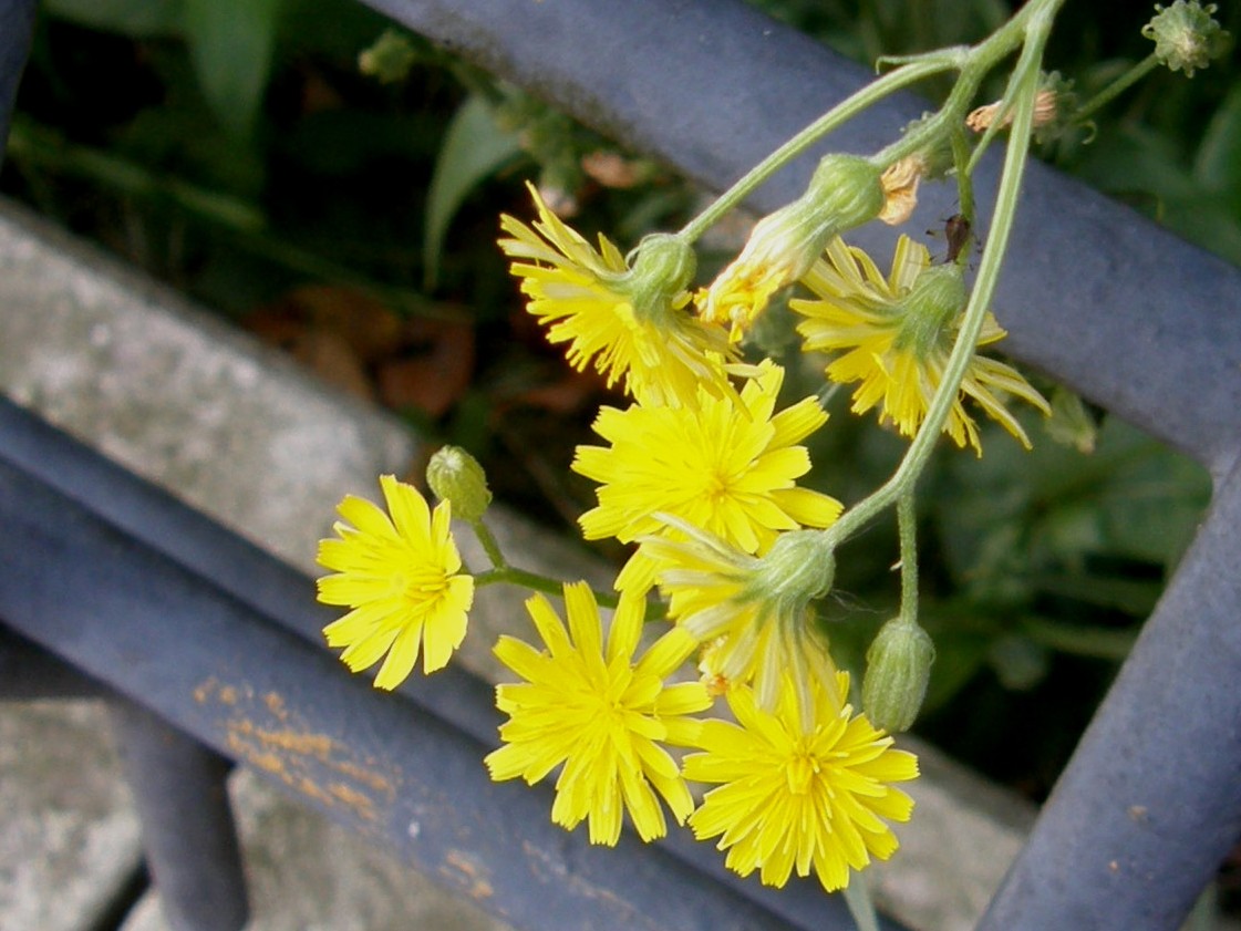 Crepis sp. (Asteraceae)