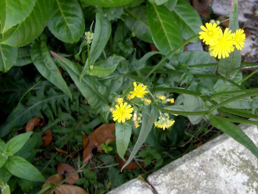 Crepis sp. (Asteraceae)