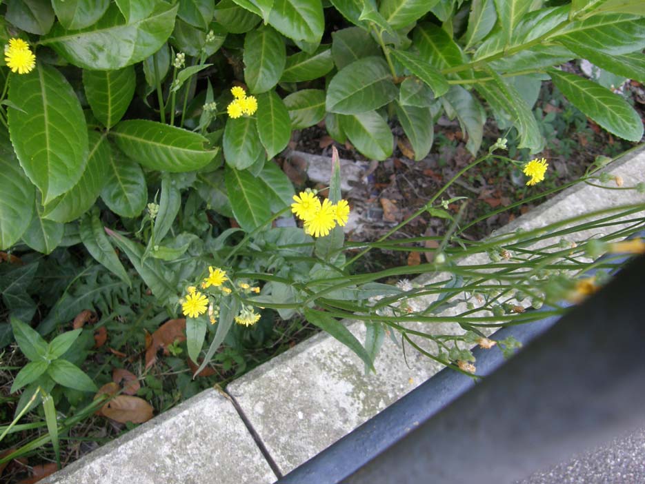 Crepis sp. (Asteraceae)