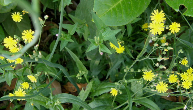 Crepis sp. (Asteraceae)