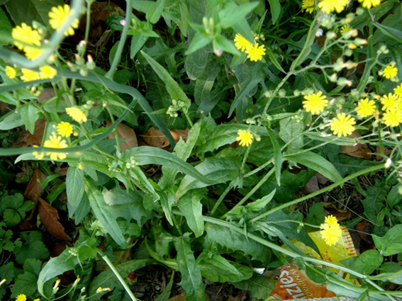 Crepis sp. (Asteraceae)