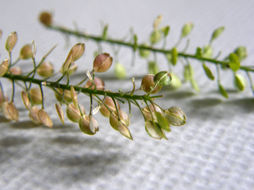 Lepidium virginicum