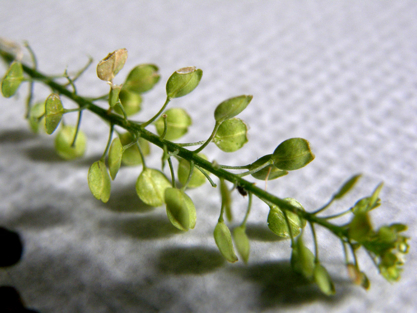 Lepidium virginicum