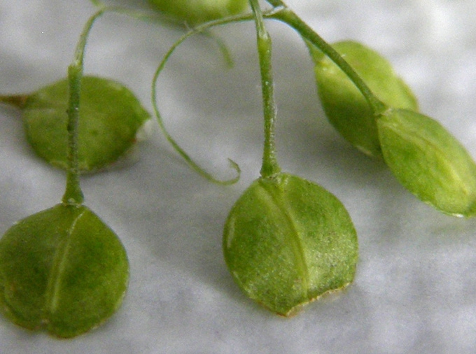 Lepidium virginicum