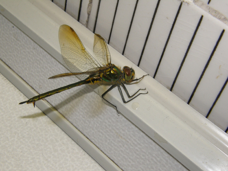 Libellula da identificare