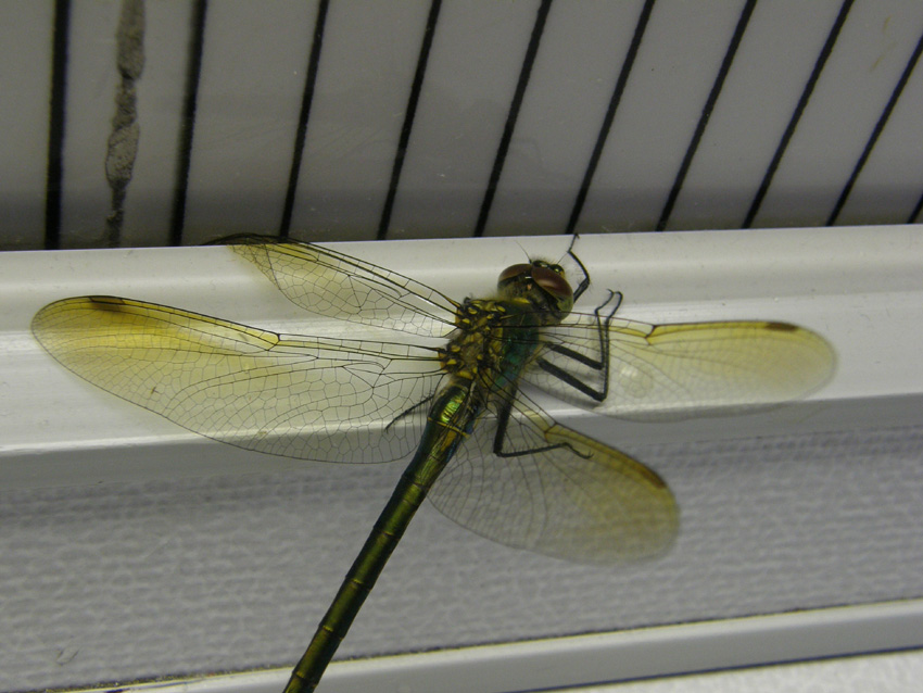 Libellula da identificare