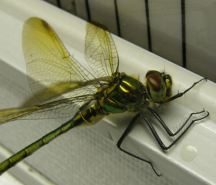 Libellula da identificare