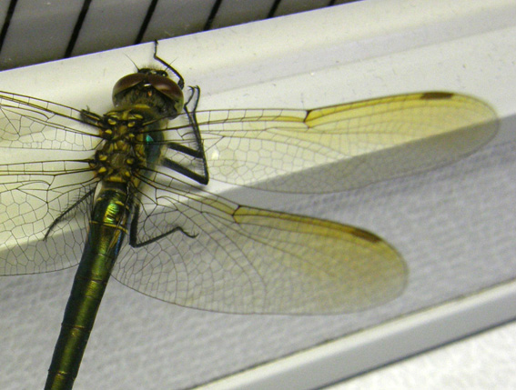 Libellula da identificare