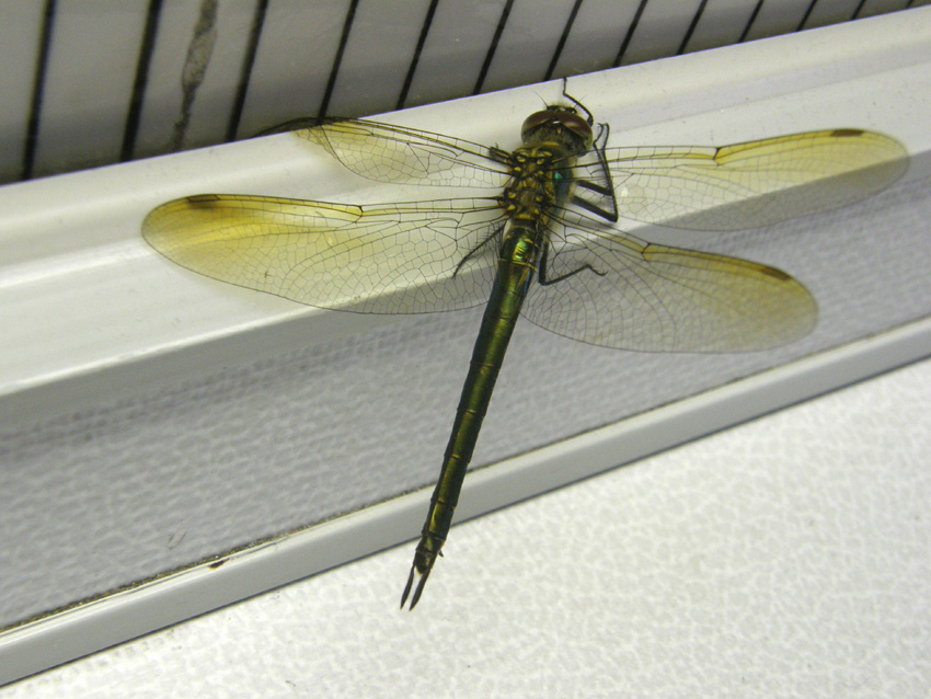 Libellula da identificare